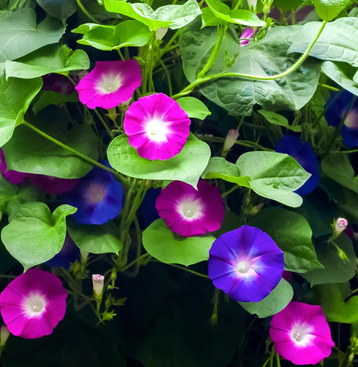 Morning Glory Seeds – Mixed Colors, Non-GMO