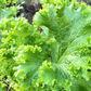 Southern Giant Curled Mustard Seeds – Heirloom, Non-GMO, 1935 AAS Winner