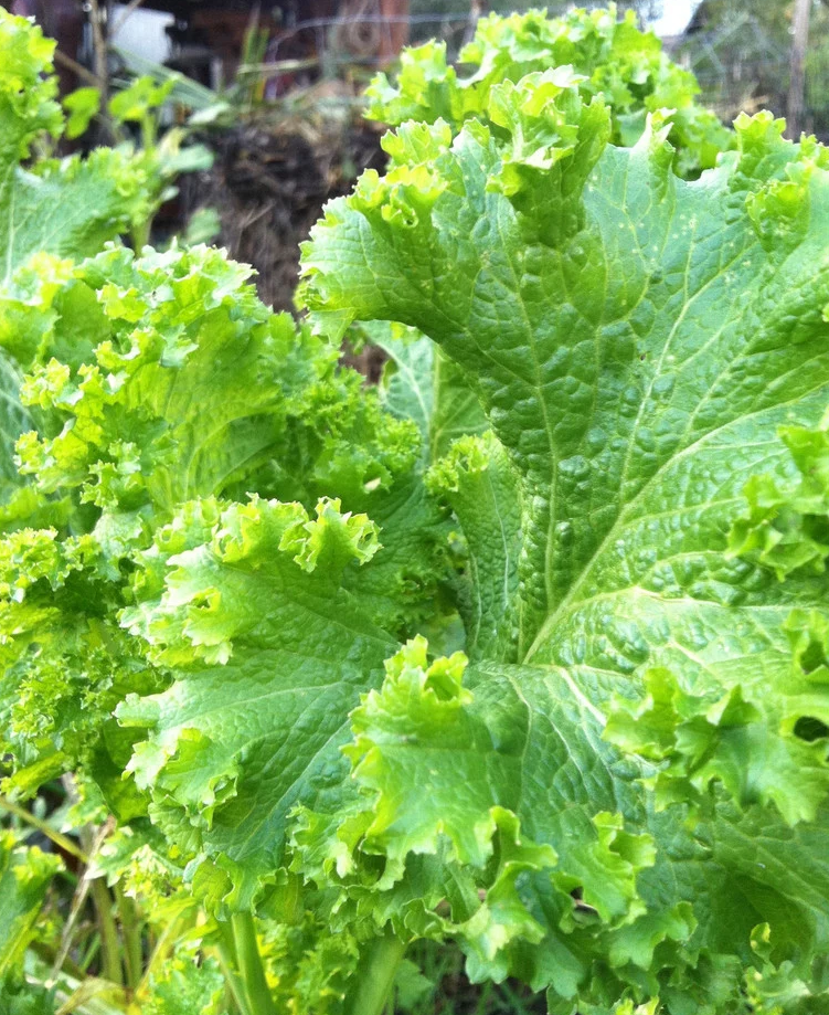 Southern Giant Curled Mustard Seeds – Heirloom, Non-GMO, 1935 AAS Winner