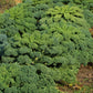 Kale Seeds - Vates Blue Scotch Curled - Non-GMO Heirloom