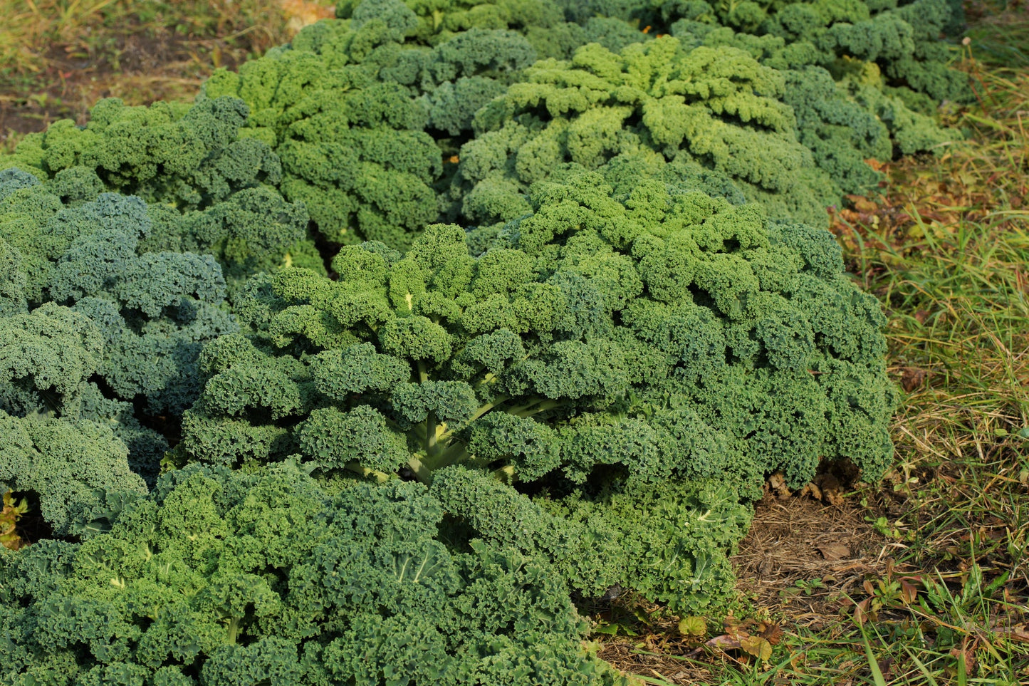 Kale Seeds - Vates Blue Scotch Curled - Non-GMO Heirloom