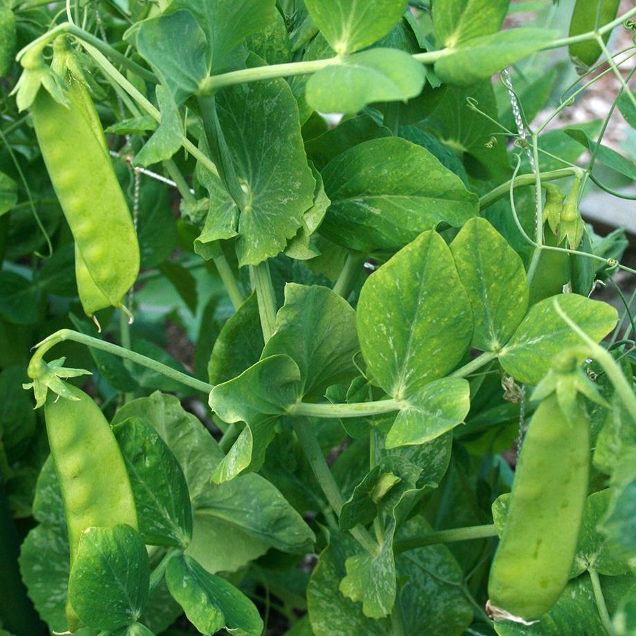 Oregon Sugar Pod II Snow Pea Seeds, Organic, NON-GMO