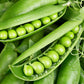 Sugar Ann Snap Pea Seeds, Snow Pea, Heirloom, NON-GMO