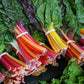 Rainbow Mixture Swiss Chard Seeds – Heirloom, Non-GMO