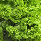 Southern Giant Curled Mustard Seeds – Heirloom, Non-GMO, 1935 AAS Winner