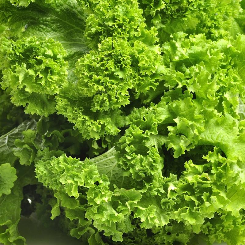 Southern Giant Curled Mustard Seeds – Heirloom, Non-GMO, 1935 AAS Winner