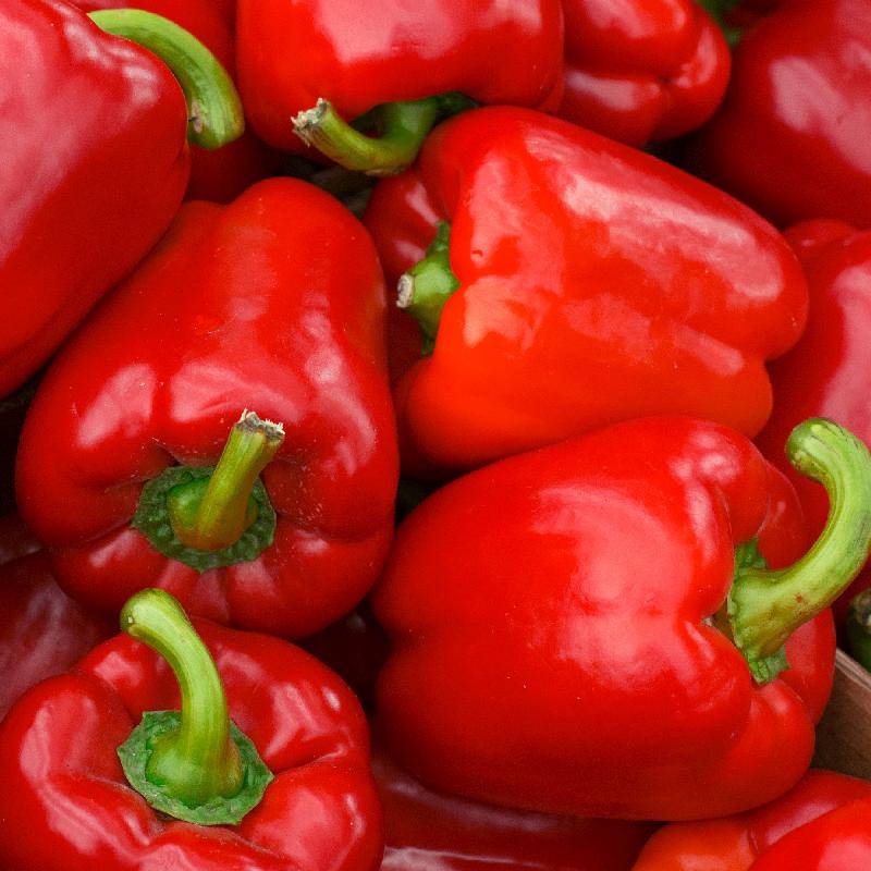 Pepper Seeds - Sweet - Big Red (Non-GMO, annual)
