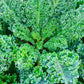 Kale Seeds - Vates Blue Scotch Curled - Non-GMO Heirloom