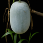 Round Winter Melon Wax Gourd Seeds – Benincasa hispida | Heirloom, Non-GMO Asian Vegetable for Home Garden