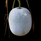 Round Winter Melon Wax Gourd Seeds – Benincasa hispida | Heirloom, Non-GMO Asian Vegetable for Home Garden