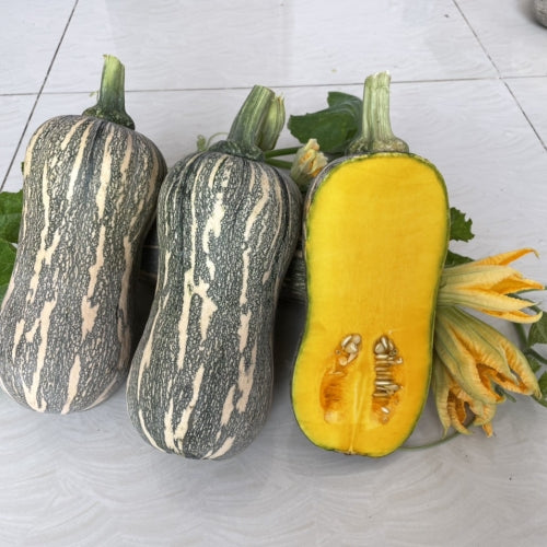 Striped Butternut Squash Seeds,Hạt Giống Bí Hạt Đậu F1 - NON-GMO