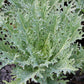 White Russian Kale Seeds – Heirloom Non-GMO, Cold Hardy Leafy Green for Garden