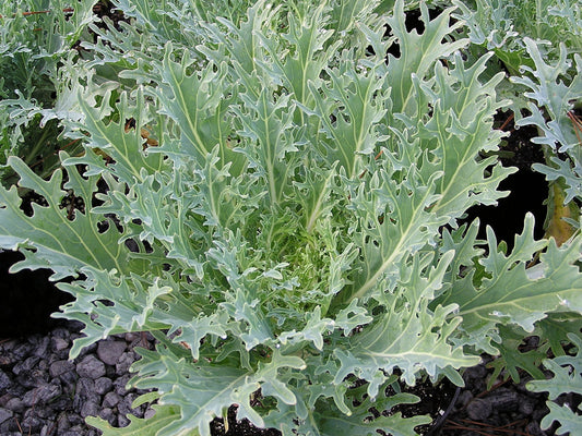 White Russian Kale Seeds – Heirloom Non-GMO, Cold Hardy Leafy Green for Garden