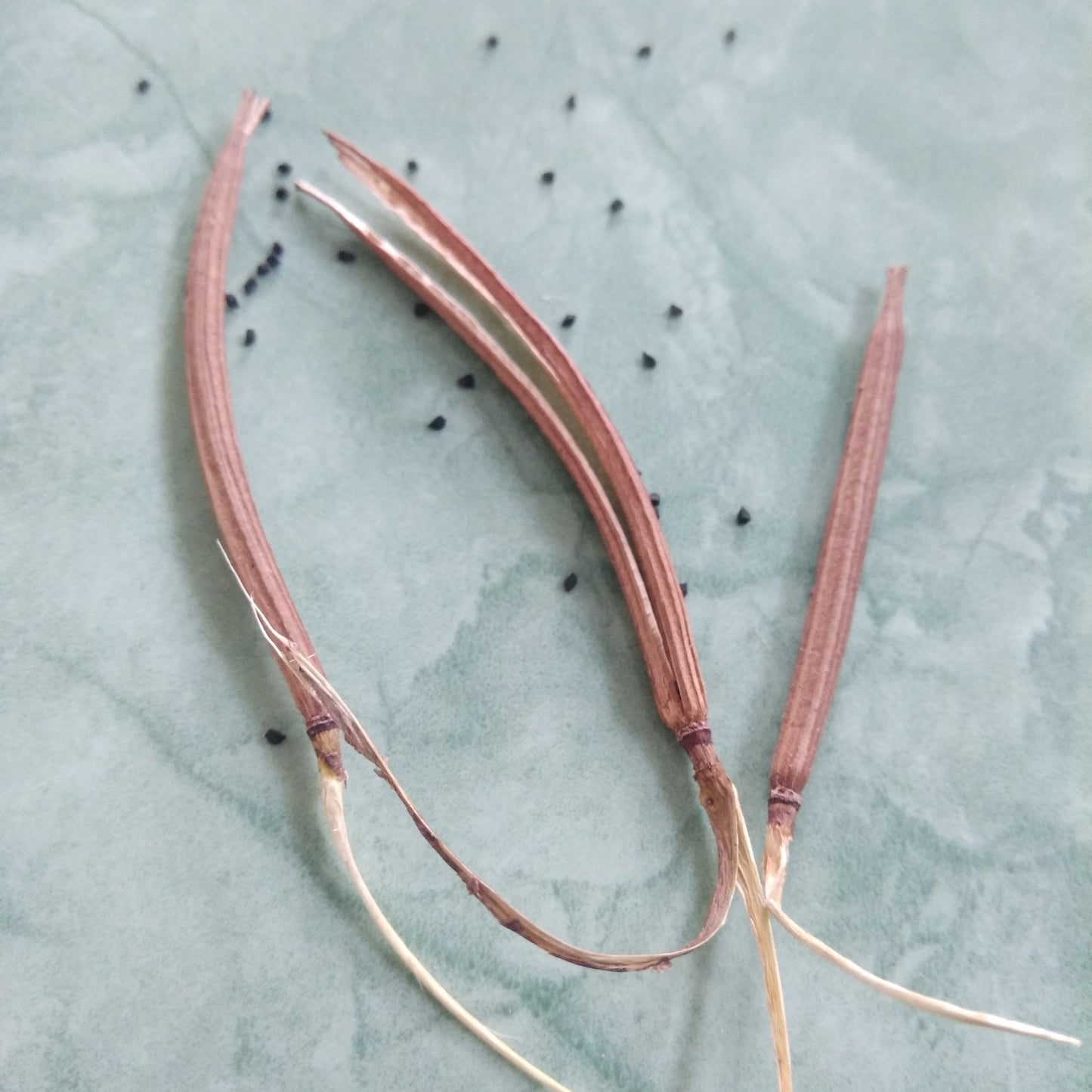 Red-Stem Molokhia Seeds – Egyptian Spinach – Rau Đay Thân Đỏ