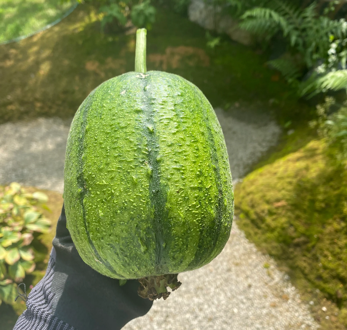 Apple Luffa Seeds - Muop Tao, Rare Heirloom Non-GMO