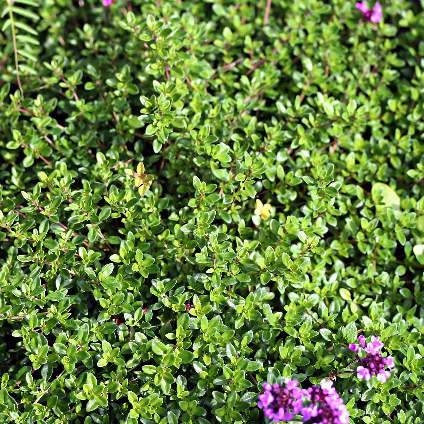 plant creeping thyme seeds Creeping Thyme Seeds (Thymus serpyllum) – Mai's Family