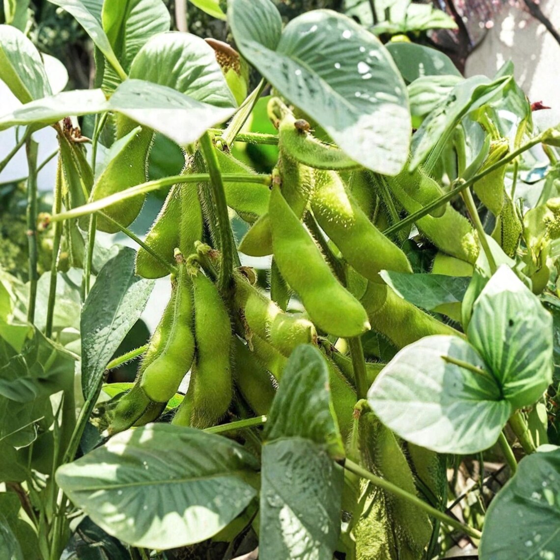 Triple Play Edamame Soybean Seeds – Heirloom Non-GMO Open-Pollinated Bush Edamame