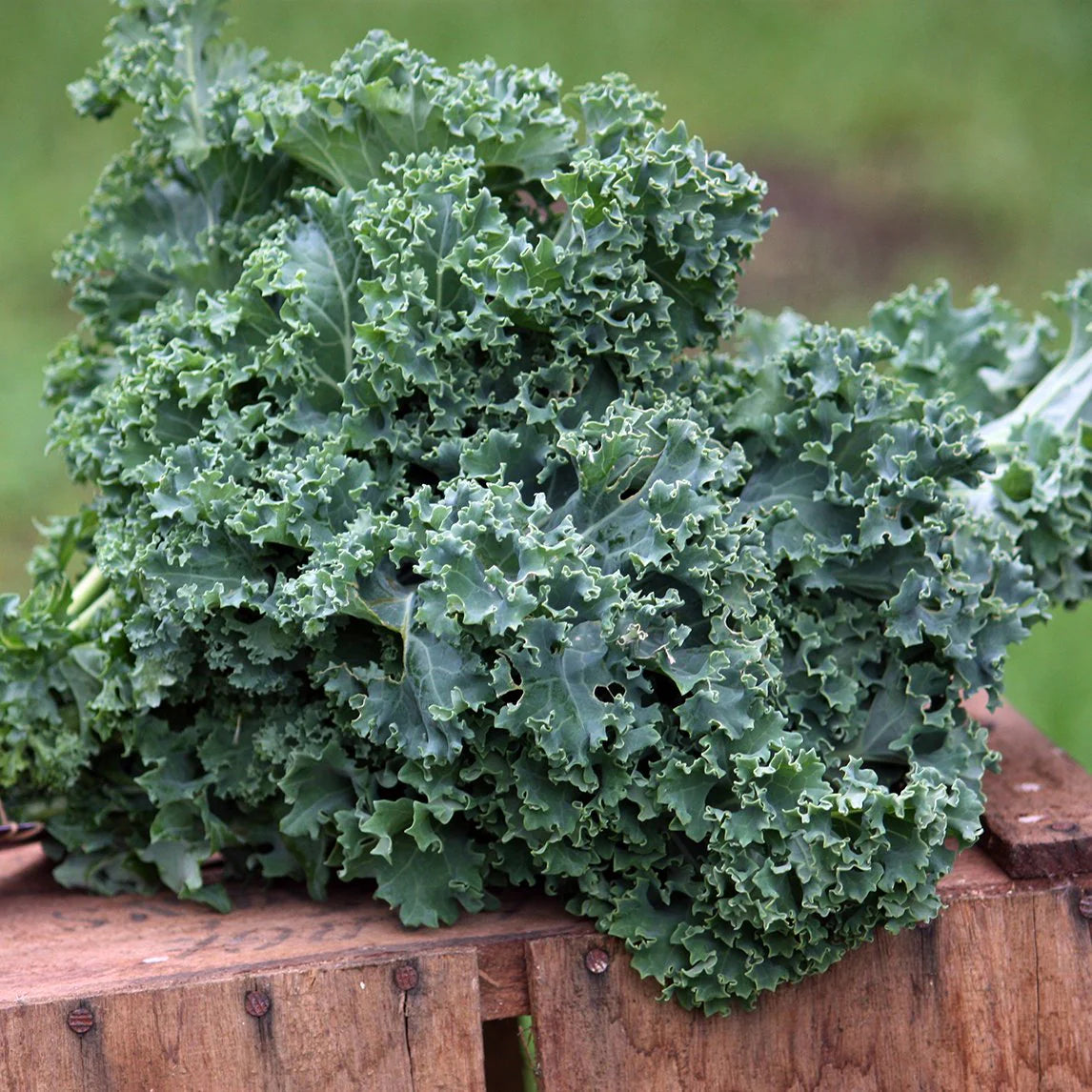 Kale Seeds - Vates Blue Scotch Curled - Non-GMO Heirloom