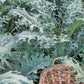 White Russian Kale Seeds – Heirloom Non-GMO, Cold Hardy Leafy Green for Garden