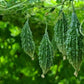 Indian Babe Short Bitter Melon Seeds, Khổ qua rừng lùn gai. Non-GMO Heirloom