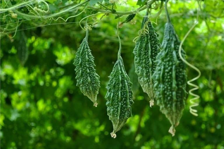 Indian Babe Short Bitter Melon Seeds, Khổ qua rừng lùn gai. Non-GMO Heirloom