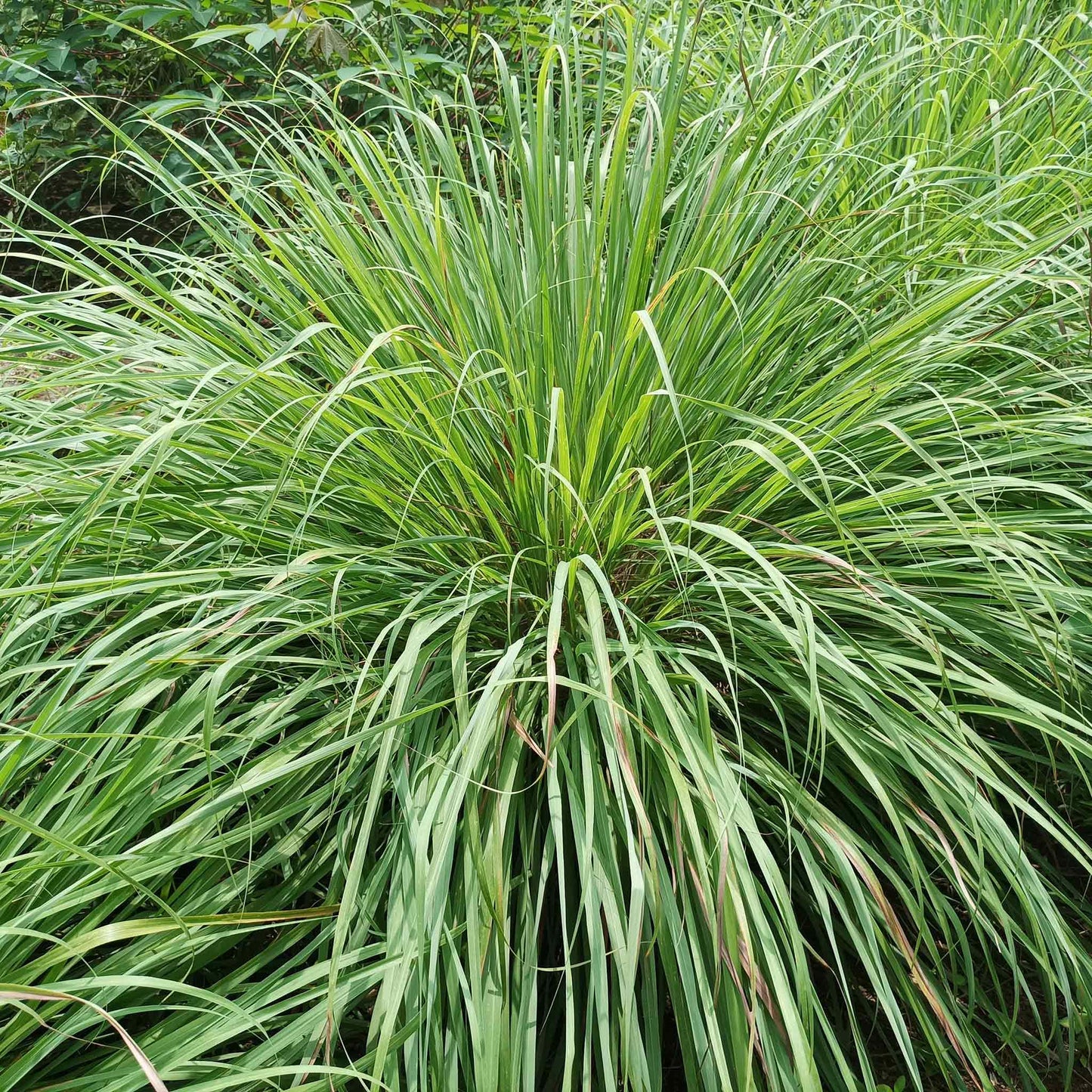 plant lemongrass seeds West Indian Lemongrass Seeds | Natural Mosquito Repellent