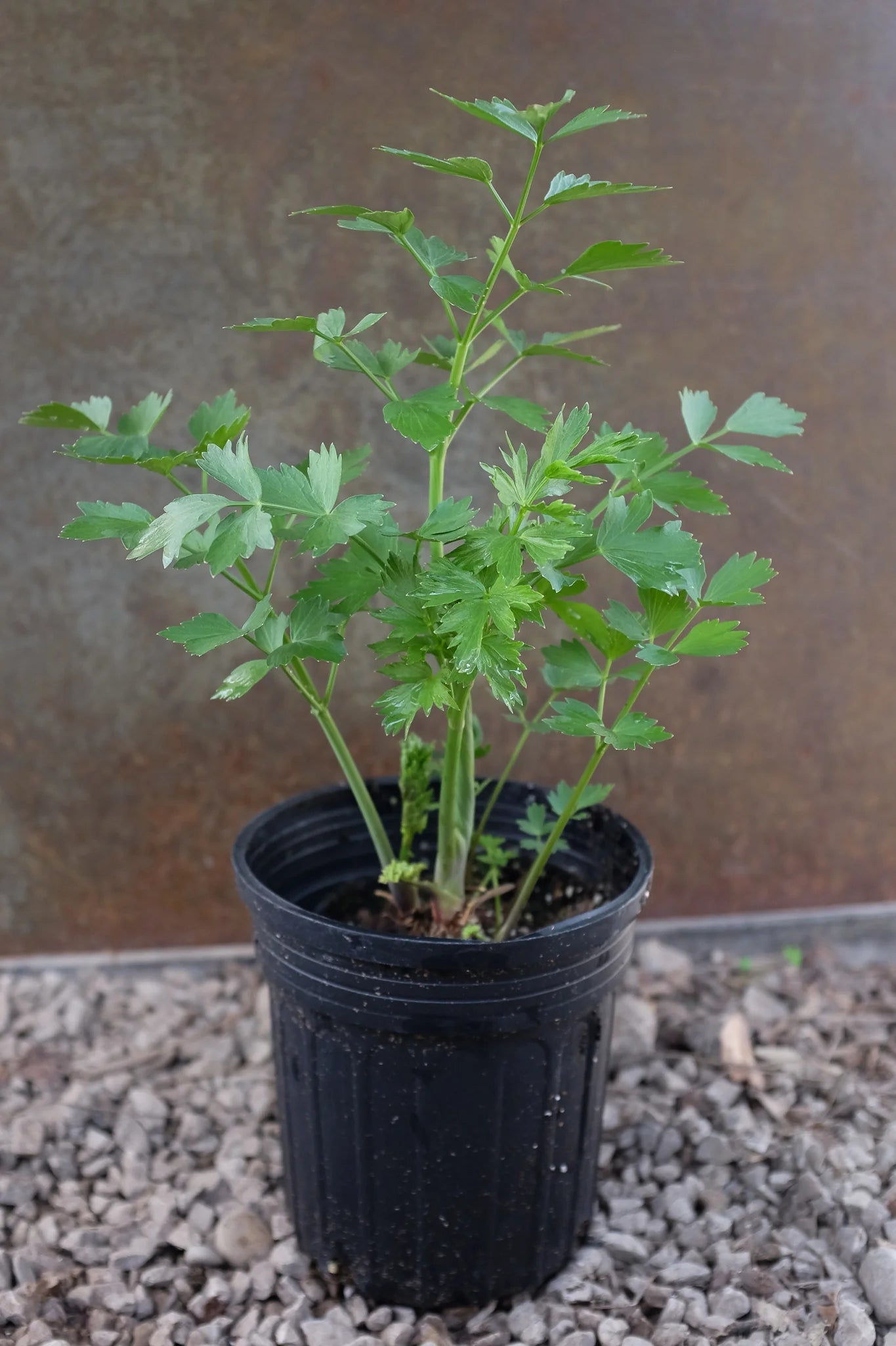 maggi plant seeds Lovage Seeds, Herb, non-GMO, heirloom by Mai's Family