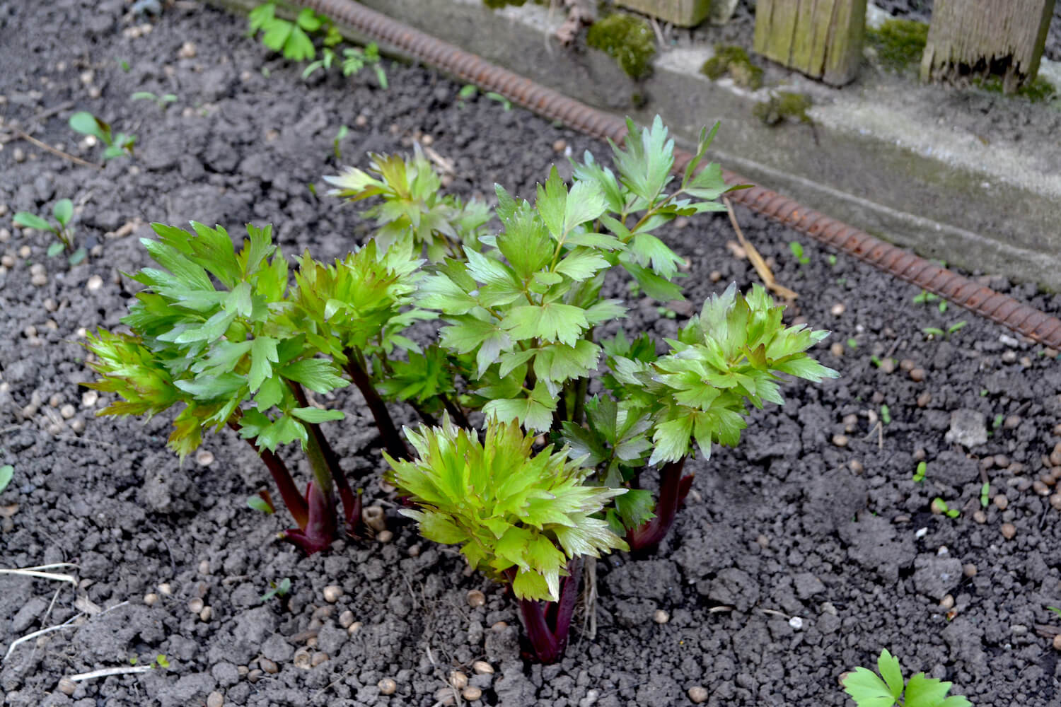 maggi plant seeds Lovage Seeds, Herb, non-GMO, heirloom by Mai's Family