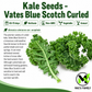 Vates Blue Scotch Curled Kale Seeds – Heirloom, Non-GMO