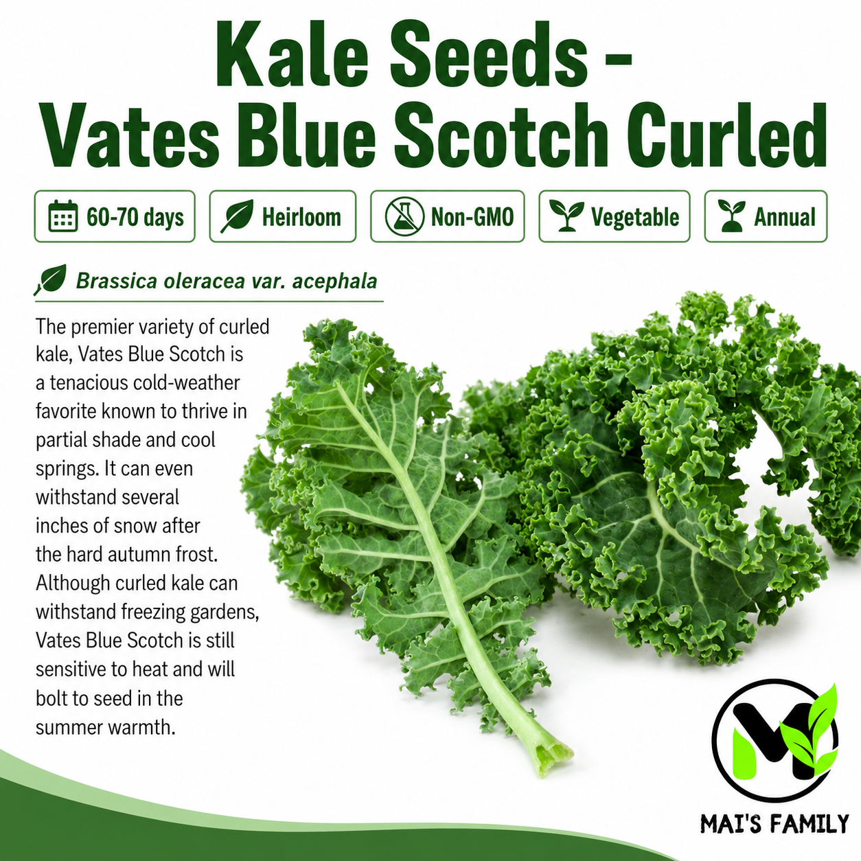 Vates Blue Scotch Curled Kale Seeds – Heirloom, Non-GMO