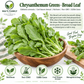Broad Leaf Edible Chrysanthemum Seeds – Heirloom Non-GMO Tần Ô Lá Bự
