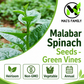 Green Malabar Spinach Seeds – Mồng Tơi Xanh | Heirloom, Non-GMO