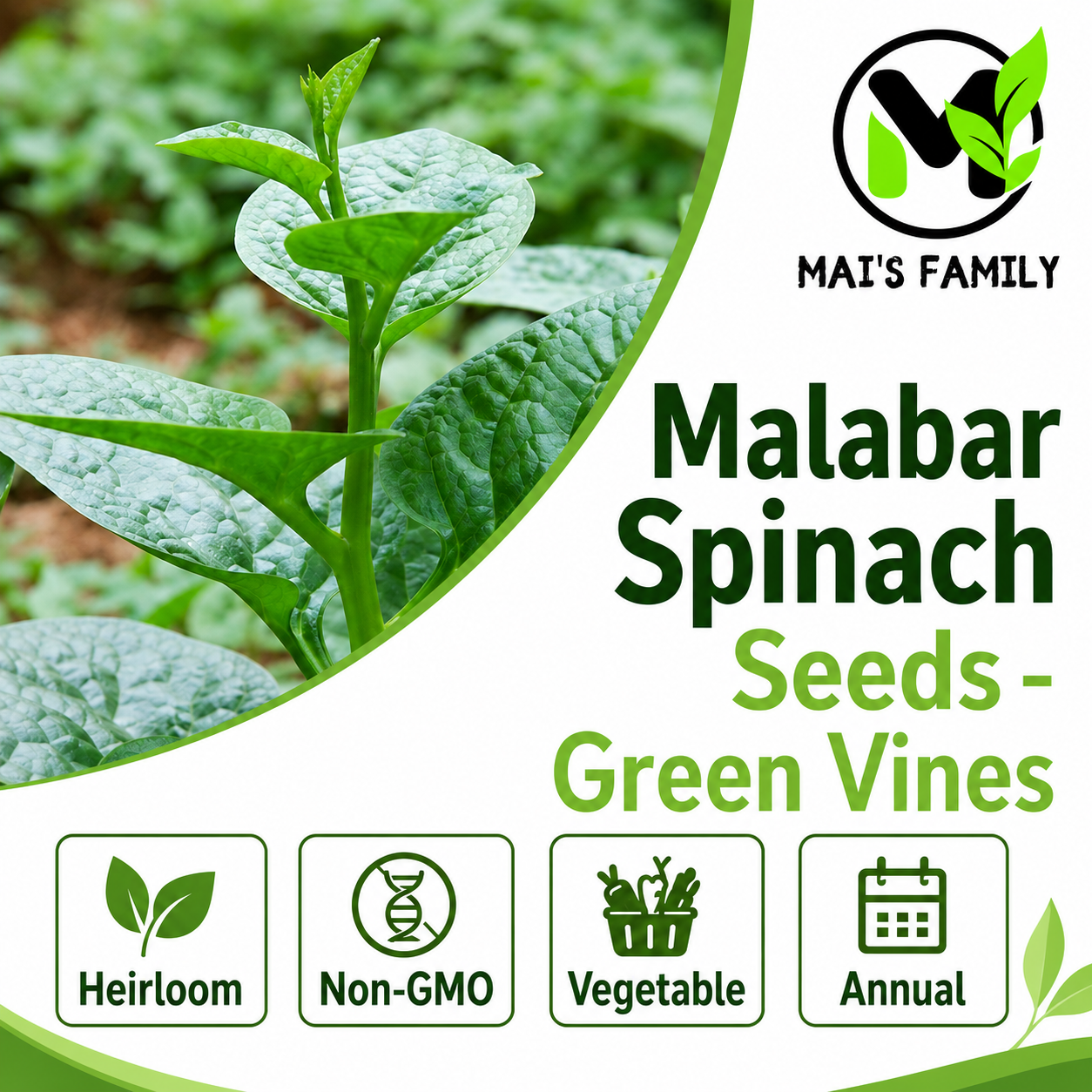 Green Malabar Spinach Seeds – Mồng Tơi Xanh | Heirloom, Non-GMO