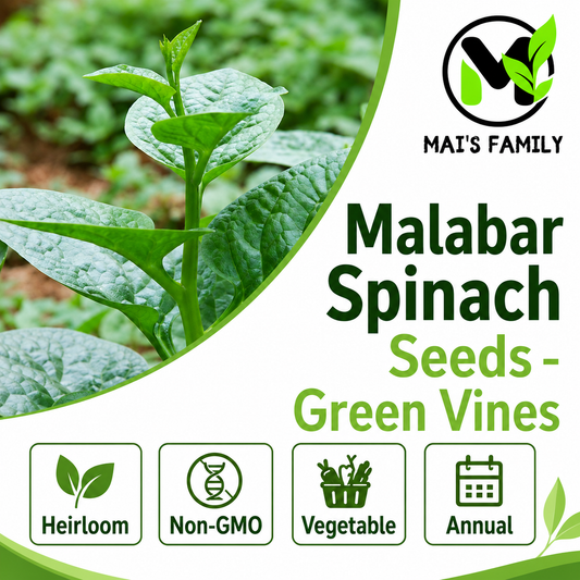 Green Malabar Spinach Seeds – Mồng Tơi Xanh | Heirloom, Non-GMO