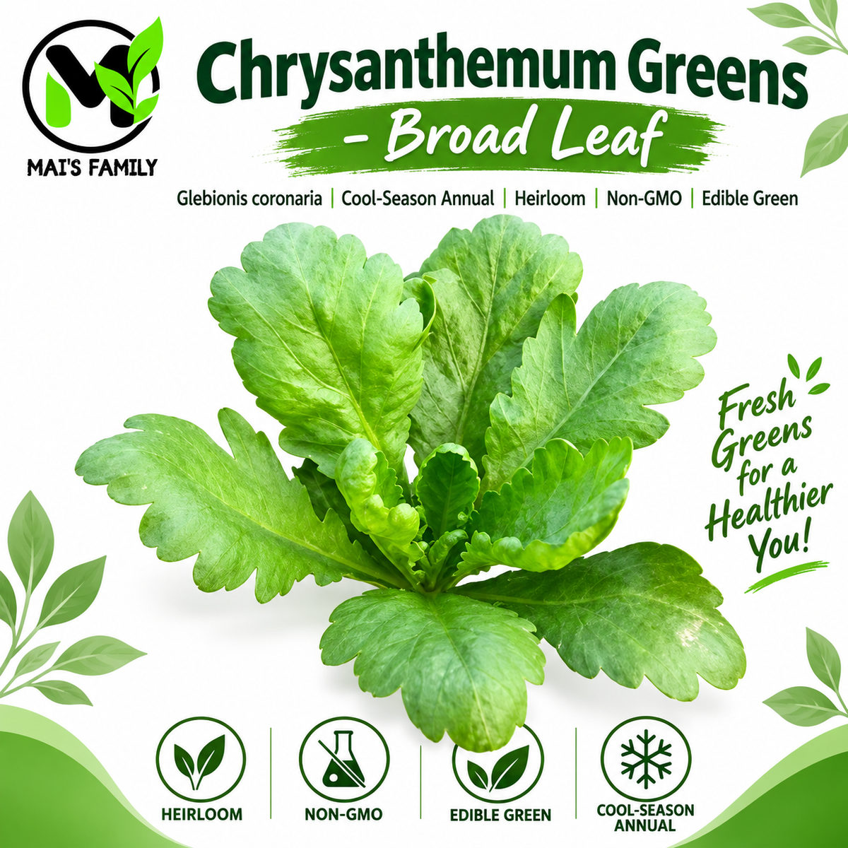 Broad Leaf Edible Chrysanthemum Seeds – Heirloom Non-GMO Tần Ô Lá Bự