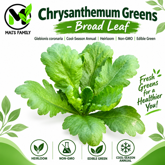 Broad Leaf Edible Chrysanthemum Seeds – Heirloom Non-GMO Tần Ô Lá Bự