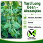 Akasanjaku Yard Long Bean Seeds, Đậu Đũa Leo | Heirloom, Non-GMO Asian Pole Bean