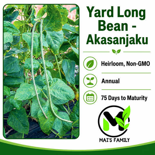 Akasanjaku Yard Long Bean Seeds, Đậu Đũa Leo | Heirloom, Non-GMO Asian Pole Bean