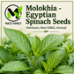 Molokhia Egyptian Spinach Seeds – Rau Đay Xanh | Corchorus olitorius | Heirloom Non-GMO