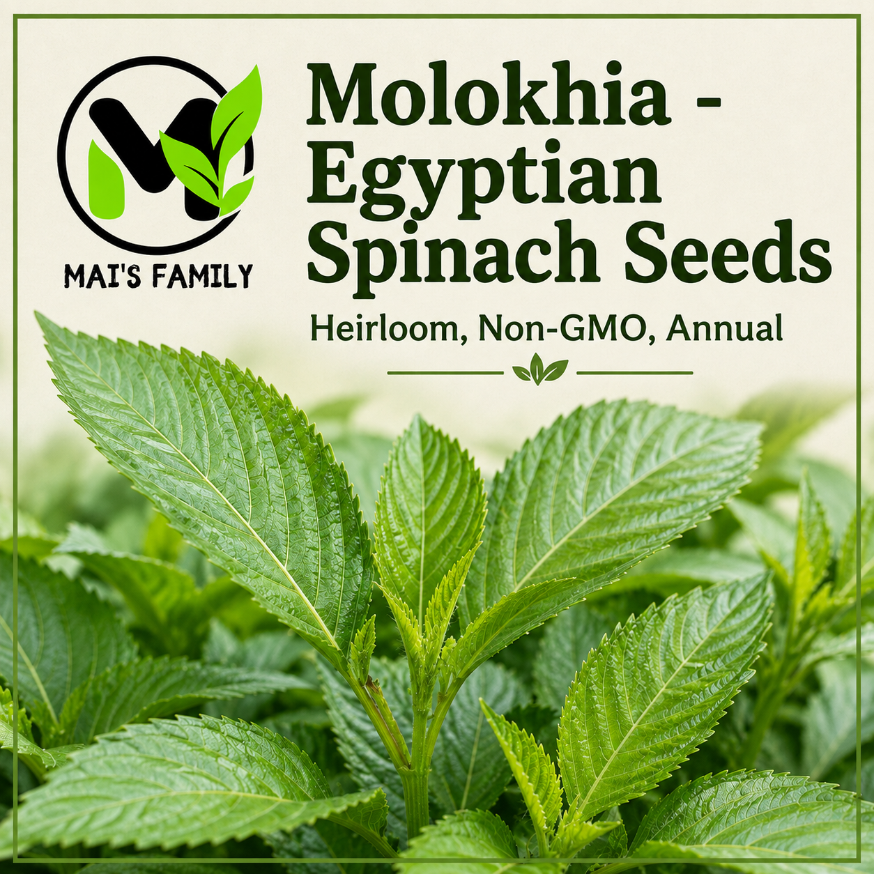 Molokhia Egyptian Spinach Seeds – Rau Đay Xanh | Corchorus olitorius | Heirloom Non-GMO