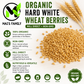 Organic Hard White Wheat Berries Seeds – Mill Direct Grain for Wheatgrass, Sprouting & Home Milling