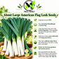 Large American Flag Leek Seeds – Heirloom Non-GMO Open-Pollinated
