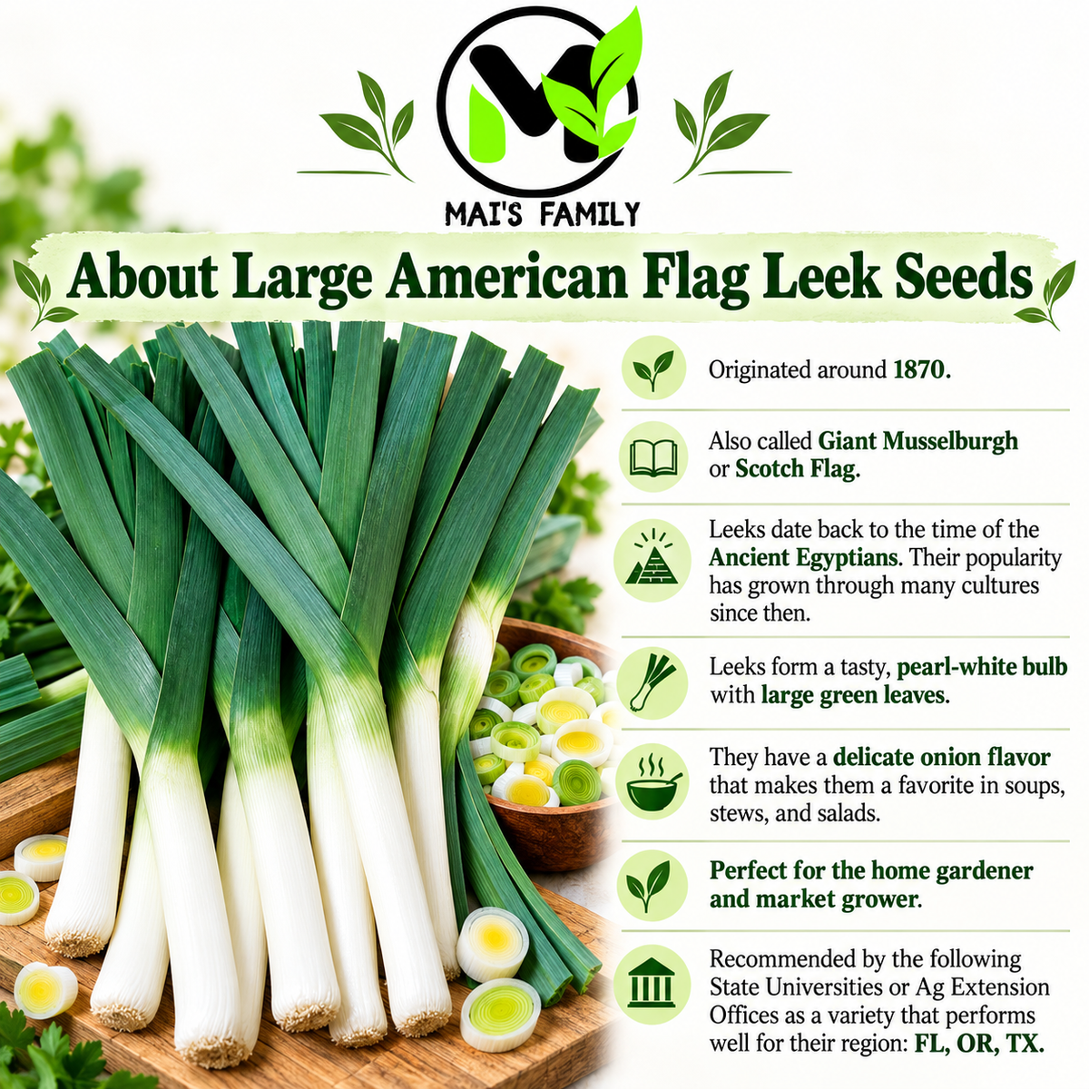 Large American Flag Leek Seeds – Heirloom Non-GMO Open-Pollinated