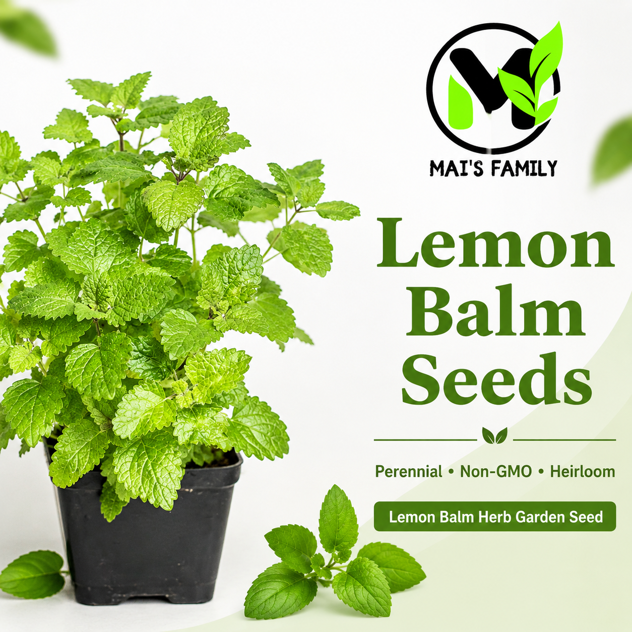 Lemon Balm Seeds – Melissa officinalis Heirloom Non-GMO Perennial Herb