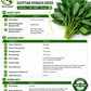 Molokhia Egyptian Spinach Seeds – Rau Đay Xanh | Corchorus olitorius | Heirloom Non-GMO