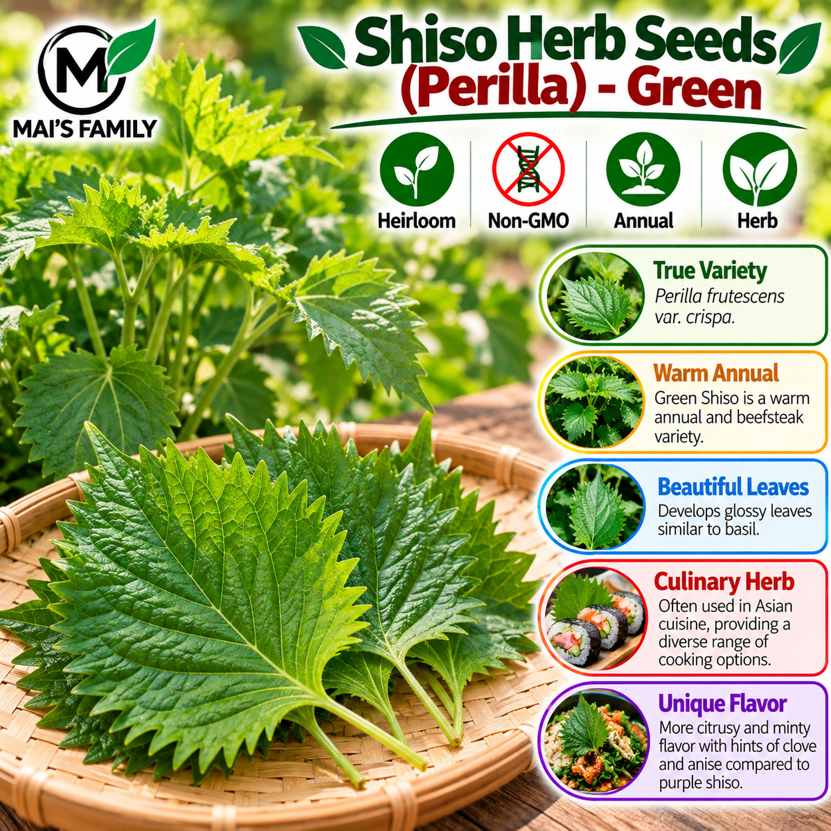 Green Shiso Perilla Seeds – Heirloom Non-GMO Culinary Herb