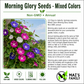 Morning Glory Seeds – Mixed Colors, Non-GMO