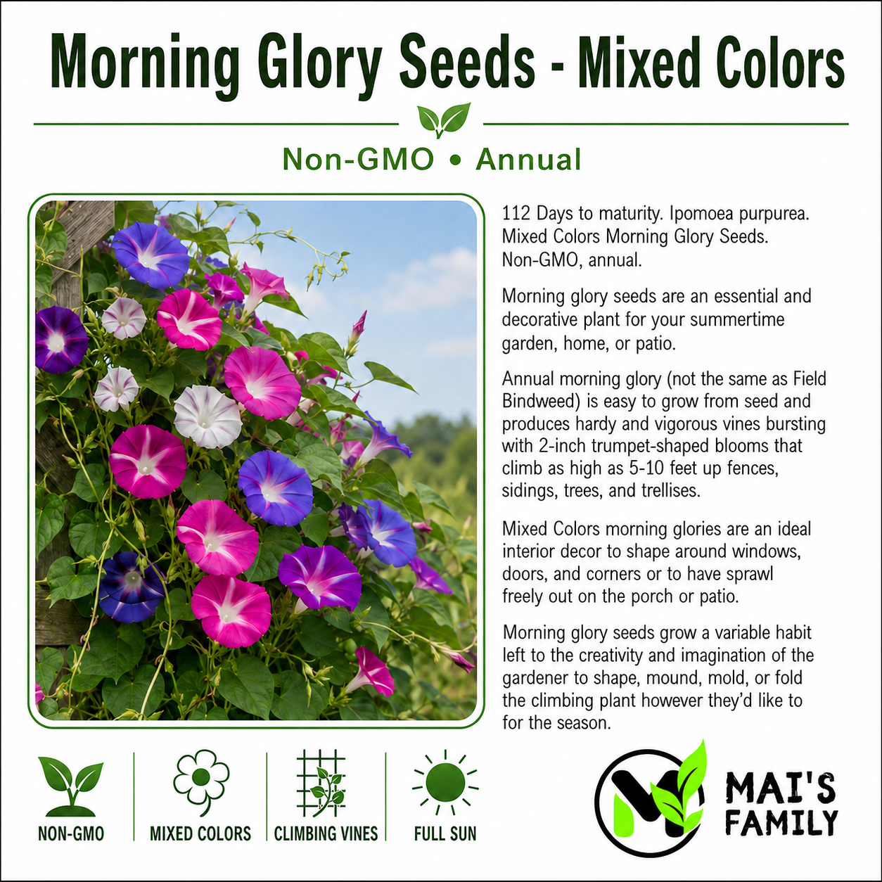 Morning Glory Seeds – Mixed Colors, Non-GMO