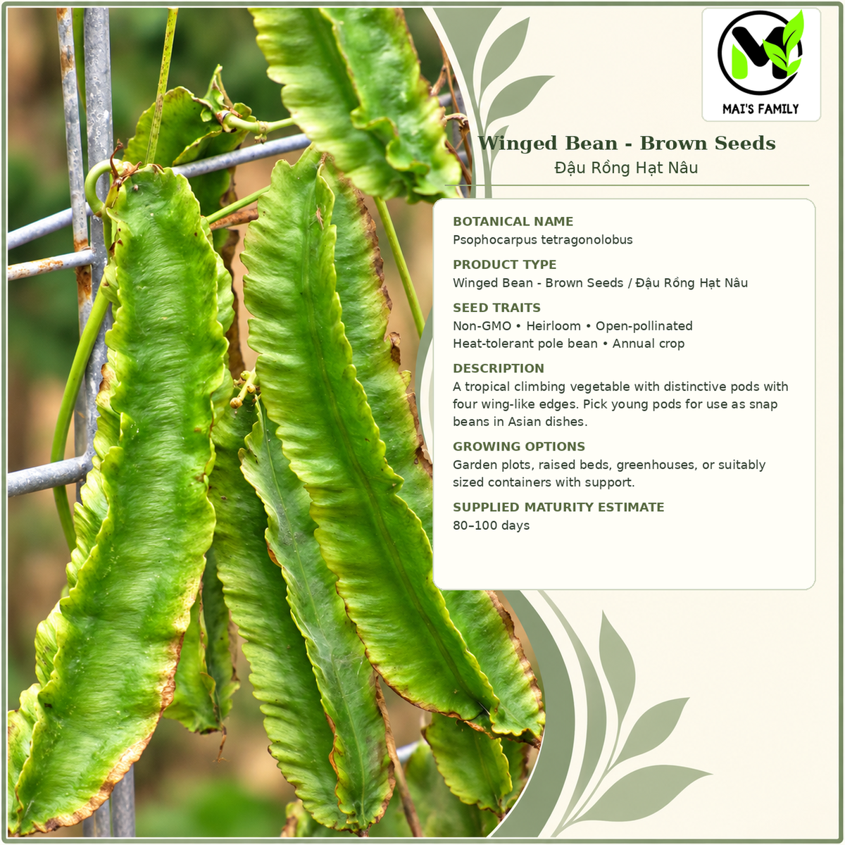 Winged Bean - Brown Seeds | Heirloom Non-GMO Asian Pole Bean
