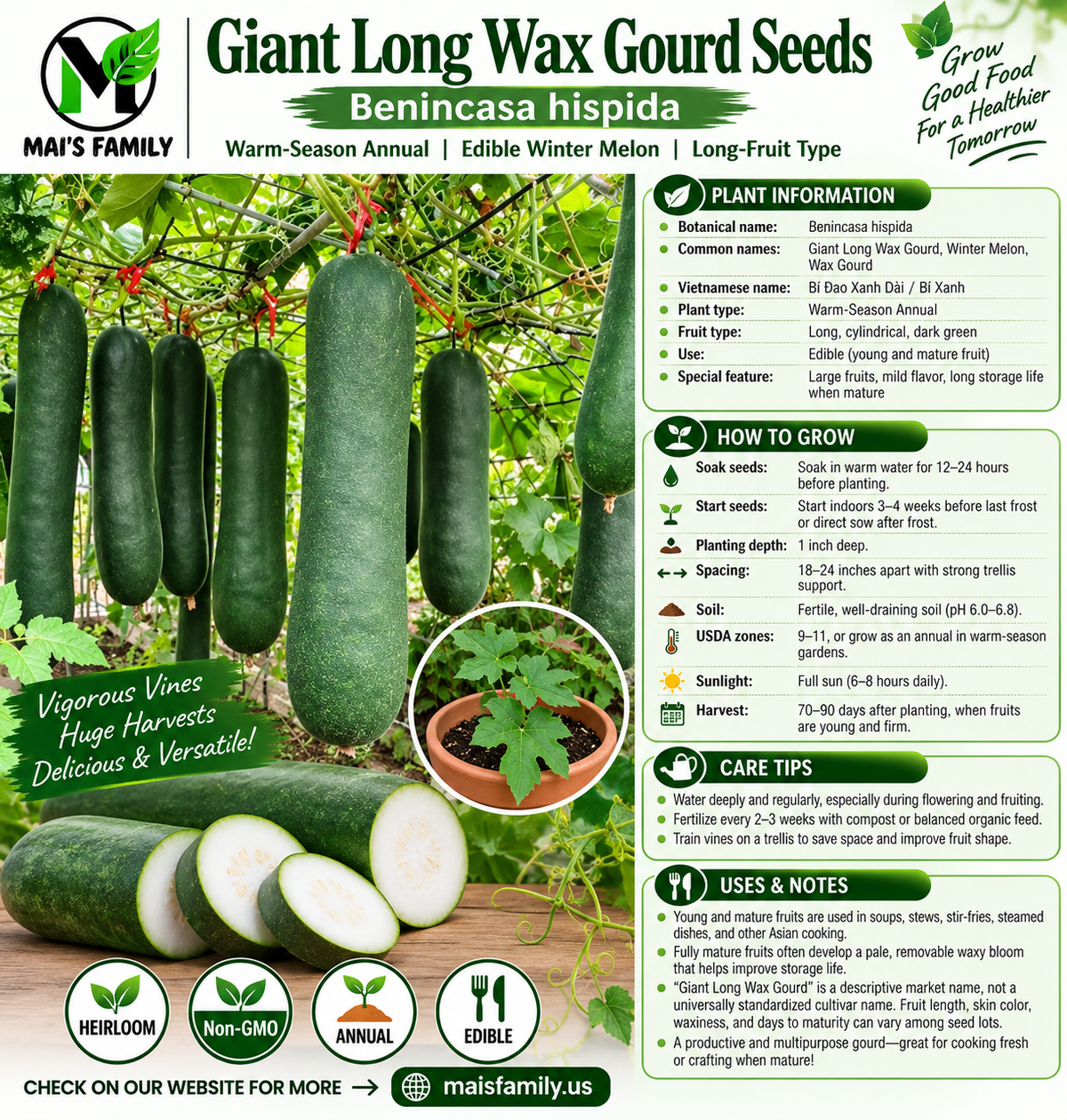 Giant Long Wax Gourd Seeds – Long Black-Skin Winter Melon